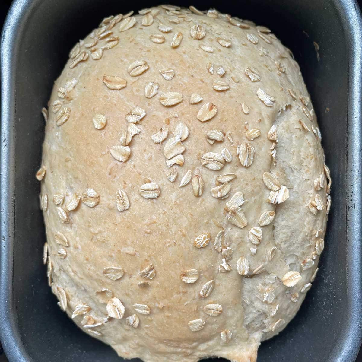 Oatmeal bread in bread machine pan.